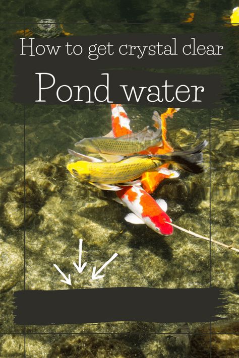 When you dreamed that elegant koi pond into existence to make your garden into a peaceful haven, the image in your mind must have been of crystal clear water, graceful koi gliding by, and picture-perfect pond plants. But at some point, every pond-owner is faced with the reality of a murky or green pond. How do we keep it clean and clear? Koi Ponds, Amazing Koi Ponds, Koi Pond Plants, Pond With Koi Fish, Coy Pond, Clear Pond Water, Large Koi Pond, How To Keep Pond Water Clear Naturally, Pond Plants That Clean Water