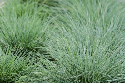 Ornamental Grass That Stays Small – Common Low Growing Ornamental Grass Varieties Short Ornamental Grasses, Variegated Liriope, Ornamental Grass Landscape, Festuca Glauca, Rose Companion Plants, Fescue Grass, Blue Fescue, Growing Grass, Ornamental Grass