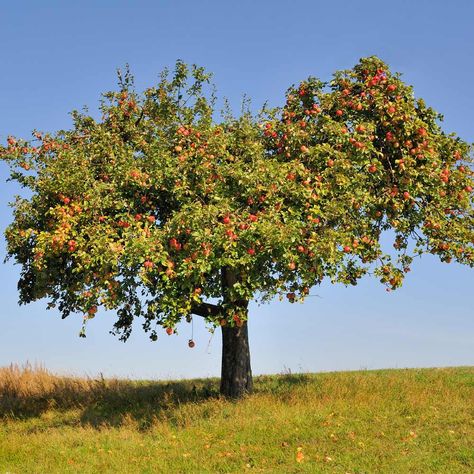 Honeycrisp Apple Tree, Laurel Shrub, Flowering Pear Tree, Apple Plant, Blooming Apples, Arborvitae Tree, Endless Summer Hydrangea, Pink Lady Apples, Redbud Tree