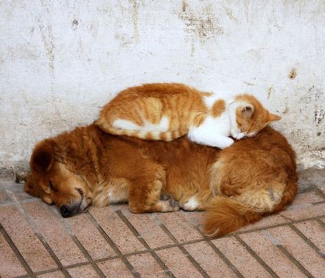 Submission to 'Xx+ Cats Using Dogs As Pillows' Cute Cat Sleeping, Dog Sleeping, Animals Friendship, Cat Sleeping, Sleeping Dogs, Sweet Animals, Cat Nap, Shiba Inu, 귀여운 동물