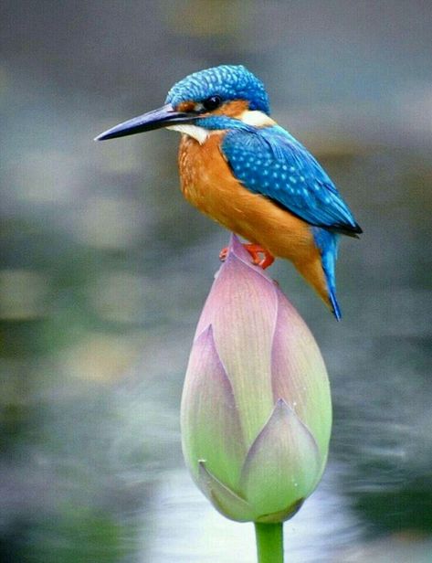 King Fisher, Common Kingfisher, Lotus Bud, Bird Brain, Lotus Painting, Kingfisher Bird, Hummingbird Tattoo, Most Beautiful Birds, Australian Birds