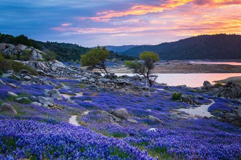 Folsom Lake, Pinnacles National Park, Lupine Flowers, Point Reyes National Seashore, California Parks, Lassen Volcanic National Park, Road Trip Fun, Central Coast, 5 Hours