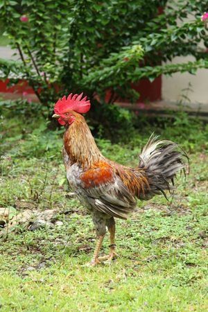 How to Deal with a Mean Rooster - Cackle Hatchery Chicken Care, Backyard Flocks, Backyard Farming, Raising Chickens, Chickens Backyard, Best Games, Care Tips, Rooster, The First