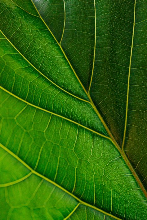 General Aesthetic, Foto Macro, Leaf Veins, Photos Of Nature, Leaf Structure, Aesthetic Ig, Green Skin, Leaf Texture, Close Up Photography