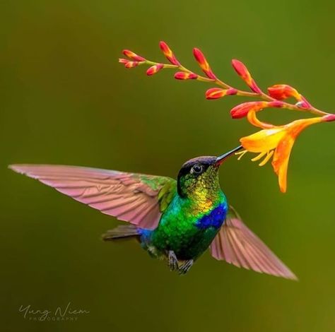 Birds Photography Nature, Wallpaper Wall Art, Hummingbird Pictures, Hummingbird Gifts, Hummingbird Painting, Hummingbird Art, Bird Gifts, Home Decor Art, Pretty Birds