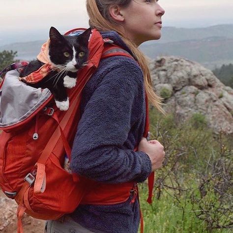 People regularly camp with their dogs, but popping a tent with a cat in tow is much less common. There are, however, plenty of felines that enjoy camp Cats Tips, Diy Cat Tent, Camping Illustration, Cats Instagram, Camping With Cats, Camping Snacks, Cat Tent, Cat Nutrition, Adventure Cat