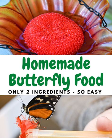 Homemade Butterfly Food -Official Recipe from the Butterfly Palace Butterfly Nectar Feeder, Diy Butterfly Feeder How To Make, Butterfly Food Feeder, Butterfly Bath Diy, Butterfly Nectar Recipe, Butterfly And Bee Water Station, Butterfly Feeders Diy How To Make, Diy Butterfly Garden Ideas, Butterfly Drinking Station