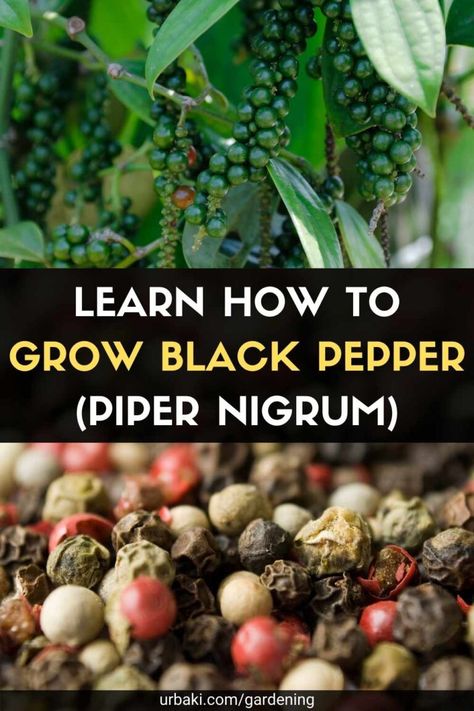 The black pepper plant is native to southern India and is widely cultivated there and in other tropical regions such as Brazil, Myanmar, and Indonesia. It is one of the most cultivated spices in the world. Keep scrolling this page to learn how to grow black pepper from seed for your kitchen! Learn the basics on how to grow black pepper of the trade, this tropical vine from South Asia produces strings of small, round fruit. By choosing the time of harvest and the method of processing, all... How To Grow Black Pepper, Black Pepper Plant How To Grow, Growing Black Peppercorn, How To Grow Peppercorns, Growing Peppercorns, Peppercorn Plant, Growing Spices, Black Pepper Plant, Pepper Garden