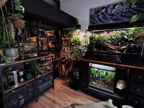 Reptile room inspiration Reptile Room Inspiration, Jurassic Park Reptile Tank, Bedroom With Reptiles, Snake Tank Aesthetic, Aesthetic Terrarium Reptile, Gothic Reptile Enclosure, Animal Room Aesthetic, Reptile Shelves, Snake Room Ideas