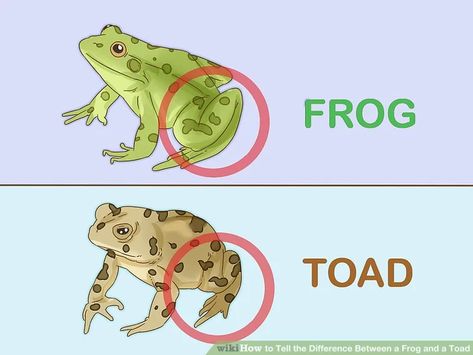 3 Ways to Tell the Difference Between a Frog and a Toad - wikiHow Toad Cartoon, Common Toad, Frosch Illustration, Whites Tree Frog, Hamster Cages, Frog Illustration, Frog Pictures, Picture Tree, Crochet Frog