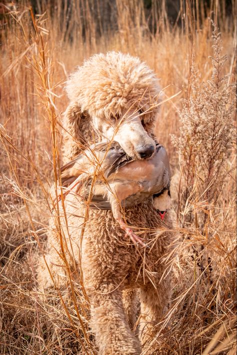 Poodle Hunting, Poodle Service Dog, Hunting Poodle, Poodles Standard, Apricot Standard Poodle, Chocolate Poodle, Poodle Dogs, Dog Poodle, Pretty Poodles