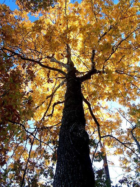 hickory tree Hickory Tree, Nothing Gold Can Stay, Changing Leaves, Tree Canopy, Weird Shapes, Endangered Animals, Heaven On Earth, Autumn Trees, Lawn Care