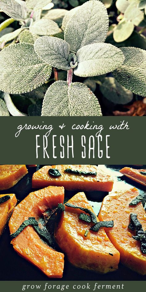 Growing Sage, Cooking With Fresh Herbs, Sage Recipes, Herbs Garden, Fresh Sage, Types Of Herbs, Herb Recipes, Cold Home Remedies, Herbs For Health