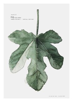 ficus carica leaf drawing | fig tree drawing - Google Search | Fig Leaf | Pinterest ... Green Fig, Minimalist Watercolor, Deer Art, Leaf Drawing, Fig Leaves, Tree Drawing, Watercolor Leaves, Leaf Nature, Landscape Walls