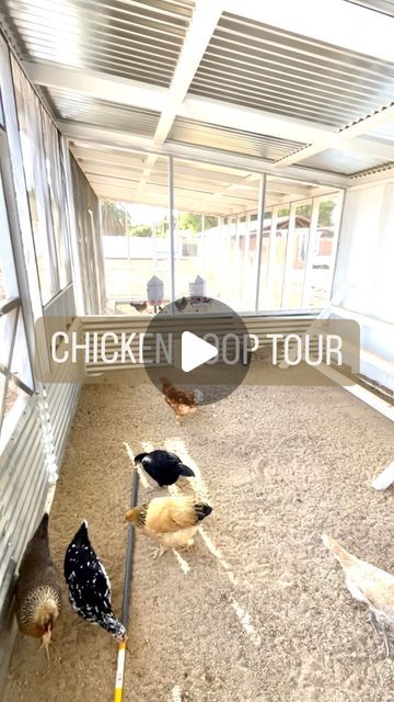 Chickens & Gardening • Lyndsey Gaskins on Instagram: "Welcome to my happy place! (Shared with 47 feathered friends of course)  •Our main coop is 14x10 with two 16x10 foot runs on each side.   •One side has a dirt floor for feeding scraps and the coop and opposite run are sand. We opted for sand on the ground because it’s quick and easy to clean; it’s affordable, and a natural dust bath for the ladies.   •For our last coop we buried hardware cloth into the ground for a predator proof barrier, but this time we decided to just pour a concrete footing dug down about a foot for extra protection, and it will also keep the wood from rotting being right on the dirt in the elements. I’ve seen people use bricks or pavers which works too.   •I highly recommend hardware cloth over chicken wire. Chicke Funny Chicken Coop Names, Chicken Coop Run Flooring, Chicken Run Bedding, Chicken Run Sand, Sand In Chicken Run, Concrete Floor Chicken Coop, Deep Bedding Chicken Coop, Chicken Coop Separation, Attaching Chicken Coop To Run