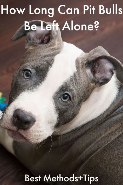 How Long Can Pit Bulls Be Left Alone Pitbull Care, Pitbulls Puppies, Pitbull Puppies Training, Pitbull Dog Quotes, How To Take Care Of Pitbulls, Pitbull Training, Been There Done That Pitbull, Cute Pitbull Puppies, Pitbull Dog Puppy