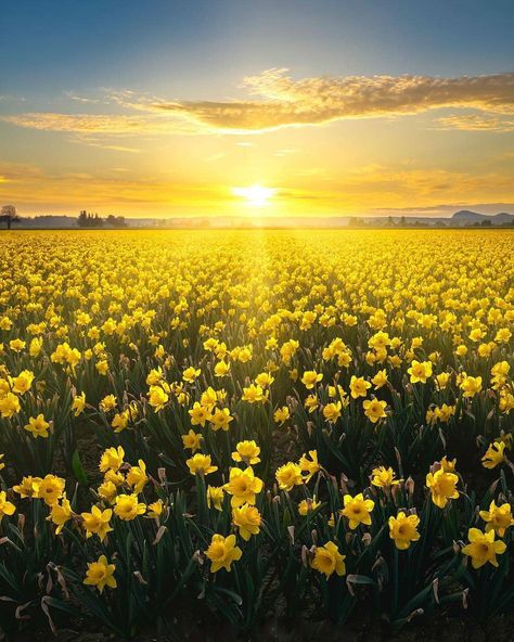 Daffodils, Yellow Flowers, The Sky, The Sun, Sun, Yellow, Flowers