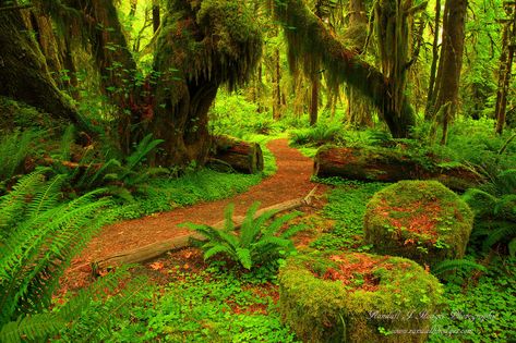 https://flic.kr/p/26J4wX1 | P176 Maple Grove Trail, Quinault Rainforest, WA | Quinault Rain Forest Trail, WA Colour My World, Fantasy And Reality, Maple Grove, Forest Trail, Rain Forest, Cape Town South Africa, My World, Cape Town, Color Me