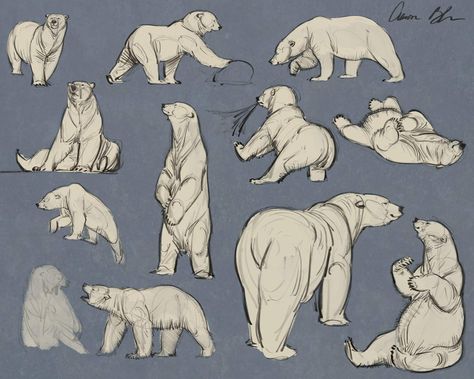 Aaron Blaise (@AaronBlaiseArt) | Twitter Bear Anatomy, Bear Character Design, Polar Bear Drawing, Aaron Blaise, Bear Sketch, Horse Skull, Polar Bear Art, 동화 삽화, Bear Drawing