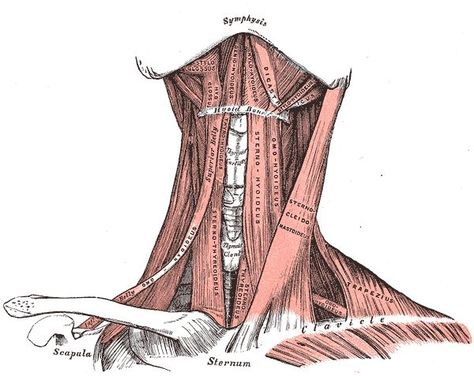 Gray's Anatomy - Muscles of the neck. Anterior view. Neck Anatomy, Muscles Of The Neck, Gross Anatomy, Craniosacral Therapy, Facial Nerve, Muscular System, Muscle Anatomy, Anatomy For Artists, Anatomy Physiology