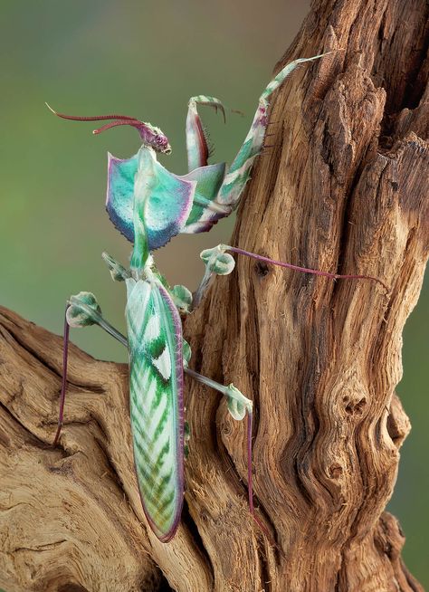 Flower Mantis, Weird Insects, Cool Insects, Cool Bugs, Beautiful Bugs, Praying Mantis, Creepy Crawlies, Insect Art, Pretty Animals