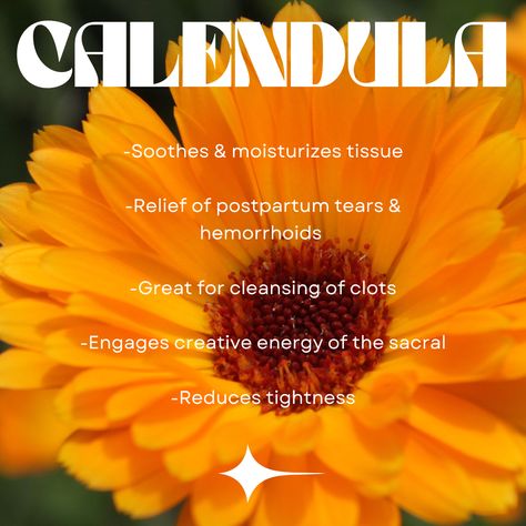 Calendula herbalism womens health How To Harvest Calendula, Calendula Witchcraft, Calendula Uses Witchcraft, Benefits Of Calendula For Skin, Calendula Flower Magical Properties, Calendula Spiritual Benefits, Herbal Remedies Recipes, Calendula Officinalis, Calendula Benefits