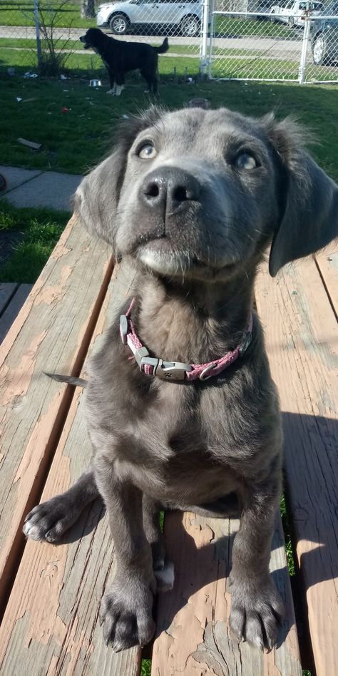 My silver lab puppy Silver Lab Puppy, Silver Retriever, Dog Lover Aesthetic, Silver Lab Puppies, Lab Pups, Silver Labrador Retriever, Cute Lab Puppies, Labrador Golden Retriever, Fluffy Cow