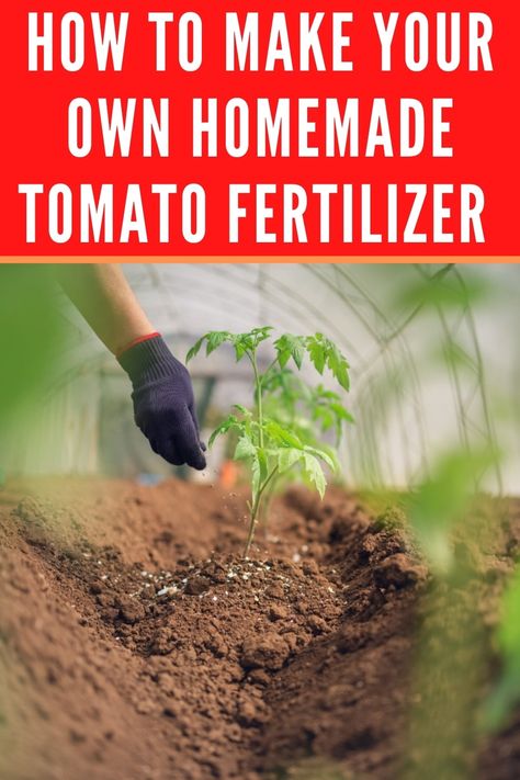 Home Made Fertilizer, Tomato Plant Food, Natural Plant Fertilizer, Diy Fertilizer, Tomato Planter, Tomato Fertilizer, Plants Vegetables, Kingdom Plantae, Tomato Seedlings