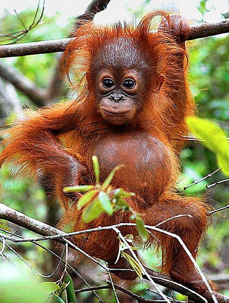 Baby Orangutan, Primates, Cute Creatures, Sweet Animals, Animal Planet, Animal Photo, Adorable Animals, 귀여운 동물, Animals Friends