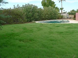 No Mow Grass, Grass Growing, Native Grasses, Grassy Meadow, Bermuda Grass, Growing Grass, Seed Germination, Grass Seed, Ground Cover