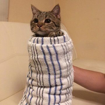 Purrito Cat, Cat Burrito, Cats Tumblr, Cat Post, Cat Icon, Funny Cats And Dogs, Funny Cat Memes, Funny Cat Pictures