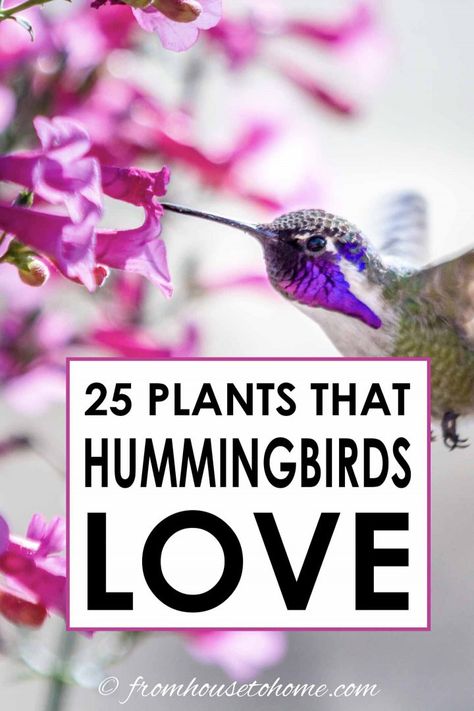 I love this list of plants that attract hummingbirds. Great ideas for flowers that can be added to your hummingbird garden design whether it is in shade or sun, or even in pots. #fromhousetohome #gardendesign #gardening #birds #shadeplants #sunperennials Attracting Hummingbirds, Ivy Geraniums, Hummingbird Plants, Attract Hummingbirds, Cardinal Flower, Best Flowers, Hummingbird Flowers, Sun Perennials, Hummingbird Garden