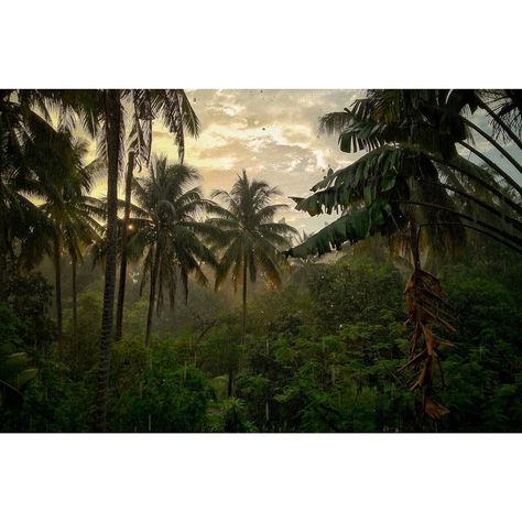 #palm #tropical #breathe #love #thismustbetheplace Jungle Life, Pretty Landscapes, Gods Creation, Summer Dream, Nature Aesthetic, Pretty Places, Heaven On Earth, Island Life, Jurassic World