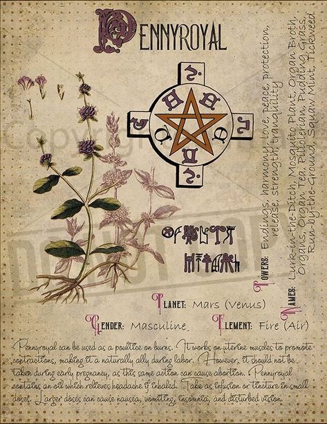 Pennyroyal Witches Book Of Shadows, Journal Witchcraft, Plant Knowledge, Witches Book, Magickal Herbs, Witch Herbs, Magia Das Ervas, Green Witchcraft, Grimoire Book