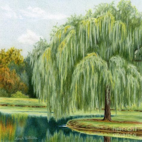 Willow Tree Art, Online Contest, Tree Artwork, Watercolor Tree, Weeping Willow, Cool Art Projects, Landscape Paintings Acrylic, Painting Art Lesson, Painting Medium