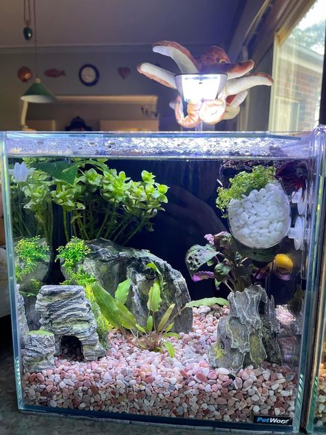 Small Betta Tank, Simple Fish Tank, Cool Fish Tank Decorations, 10 Gallon Fish Tank, Fish Tank Ideas, Fish Aquarium Decorations, Fish Tank Themes, Fish Tank Terrarium, Cool Fish Tanks