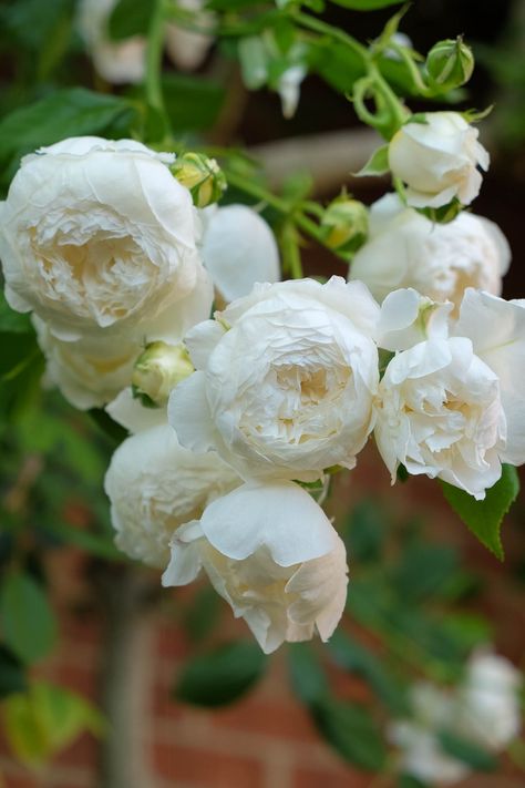 Old English Roses, Climbing Rose, Rose Gardens, Coming Up Roses, Moon Garden, David Austin Roses, David Austin, White Garden, English Rose