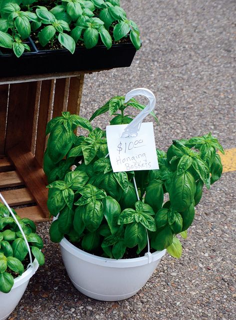 Farmers Market Plant Display, Farmers Market Ideas To Sell, Sell At Farmers Market, Roadside Farmstand, Farm Market Display, Selling Herbs, Farm Market Ideas, Horseshoe Wreath, Farmers Market Stand