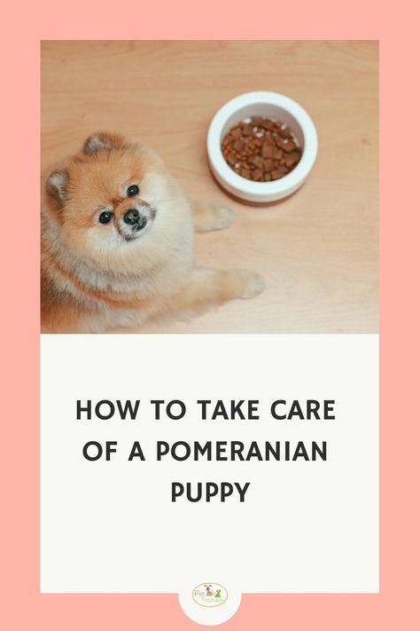 Did you recently acquire a pomeranian? Learn u how to take care of your Pomeranian puppy. Learn potty training, Sleep, Barking tips and more. Training A Pomeranian Puppy, Pomeranian Puppy Training, Pomeranian Training, Puppy Essentials, How To Potty Train, Puppy Playpen, Crate Training Puppy, Pom Dog, Potty Train