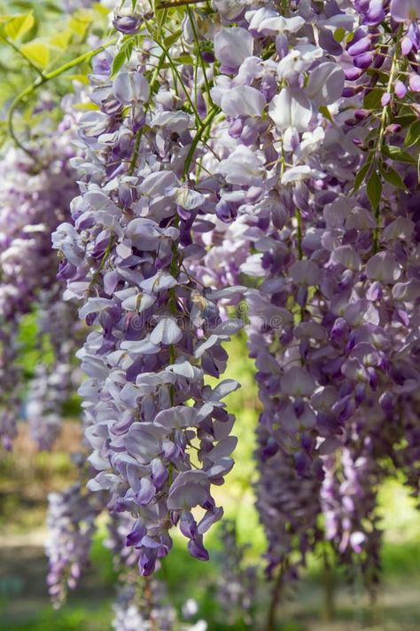 The Chinese wisteria (Wisteria sinensis) stock images Wisteria Aesthetic, Chinese Wisteria, Wisteria Sinensis, Wisteria Tree, Fall Images, Wisteria, Pretty Flowers, Photo Image, Stock Images