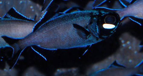 Bacterial Glow ▪ Flashlight fish Telescope Fish, Flashlight Fish, Marine Life Photography, Mysterious Places On Earth, Teen Study, Sci Fi Flashlight, Big Flashlight, Surefire Flashlight, Saltwater Fish