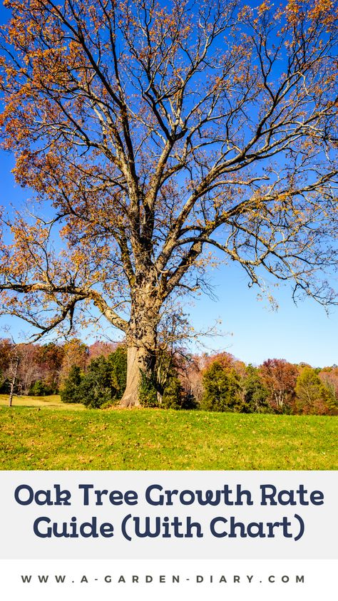 Discover the ultimate guide to understanding oak tree growth rates. Whether you're nurturing a young sapling or caring for a mature oak, this comprehensive guide offers a detailed chart and essential insights to help you track and enhance growth. Perfect for gardeners, landscapers, and nature enthusiasts alike. Dive into the rich world of oak trees and learn how to ensure your oaks thrive for generations to come. White Oak Tree, Succulent Bowls, Tree Growth, Garden Diary, Planting Plan, Big Plants, Oak Trees, Common Myths, Growing Tree