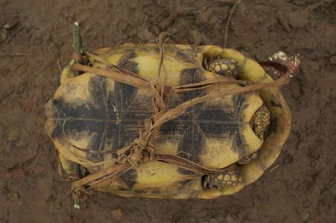 Another important source of protein is the yellow-footed tortoise (Chelonoidis denticulata). These terrestrial reptiles are dwindling in numbers because they are highly valued as a food source. They can also be captured alive and kept for long periods of time before they are consumed. This photo shows a tortoise tied for transport by plane to the city of Pucallpa. Image © Carnegie Museum of Natural History By Plane, Protein Sources, Food Source, Natural History, Tortoise, Reptiles