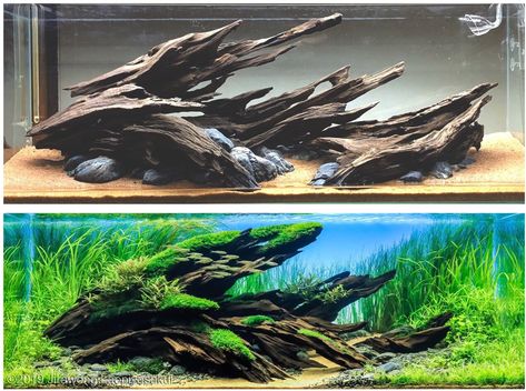 Driftwood Aquascape Planted Aquarium, Long Aquarium Aquascape, 55 Gallon Aquascape Ideas, Mopani Wood Aquascape, Nature Style Aquascape, Aquascape Design Simple, Aqua Scape Ideas, Aquascape Design Natural, Jungle Aquascape