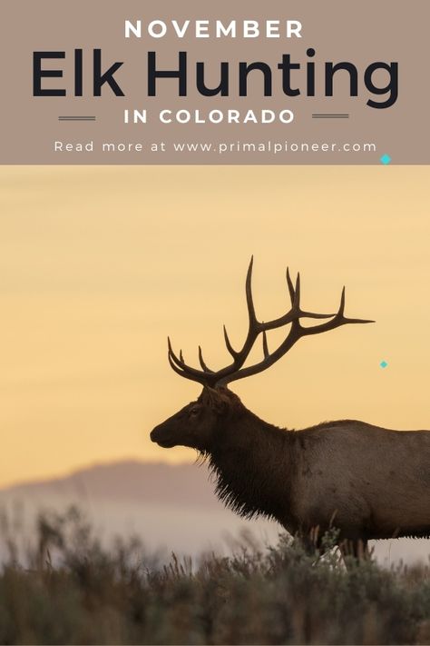 Elk Hunting Colorado, Archery Elk Hunting, Elk Hunting Tips, Colorado Hunting, Elk Pictures, Antler Hunting, Hunting Ideas, Hunting Essentials, Hunting Stands