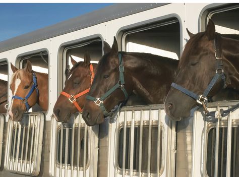 Learn how equine-travel documents protect your horse and get answers to commonly asked questions for equine-travel requirements. Horse Transport, High Fever, Animal Movement, Horse Trailers, Horse Trailer, Horse Stables, Trail Riding, Pretty Horses, Show Horses