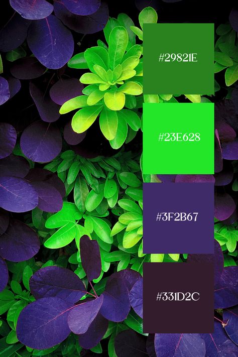 This Purple and Green Color Palette of a striking composition of bright green leaves against dark purple foliage. The vivid contrast between the greens and purples adds depth and visual interest to the image. Green And Purple Color Scheme, What Colours Go With Dark Green, Complimentary Colors For Green, Interesting Color Combinations, Wicked Color Palette, Dark Purple Color Combinations, Purple Combination Colors, Colour Contrast, Halloween Colour Scheme