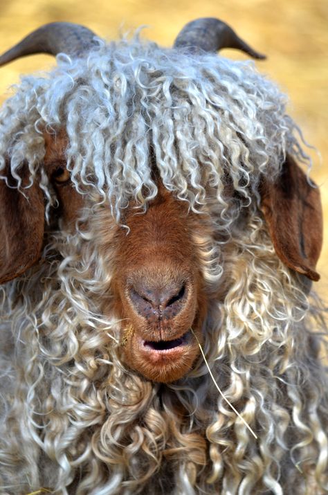 Angora goat Angora Goat, Angora Goats, A Sheep, Angkor, Animal Planet, Animal Photo, 귀여운 동물, Animals Friends, Beautiful Creatures