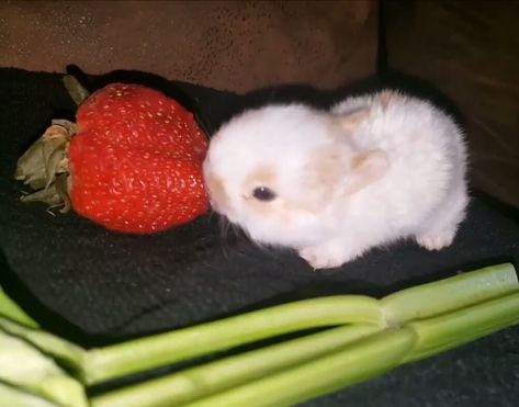 Bunnies Eating Strawberries, Rabbit Eating Strawberry, Bunny Eating Strawberry, Bunny Eating, Silly Rabbit, Cute Bunny Pictures, Bunny Pictures, Funny Bunnies