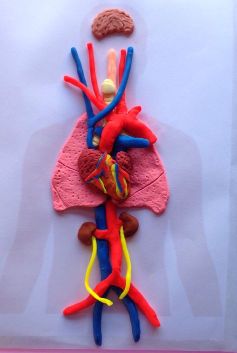 Brain Surgeon, Anatomy Models, Play Doh, Human Anatomy, Teacher Training, I Tried, Anatomy, Brain, Novelty Christmas